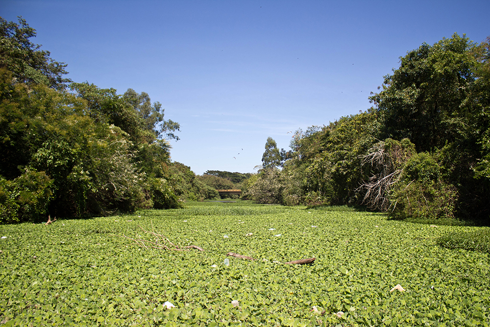 Excesso de matéria orgânica aumenta a quantidade de aguapés no leito (Foto: Laila Braghero/O Semanário)