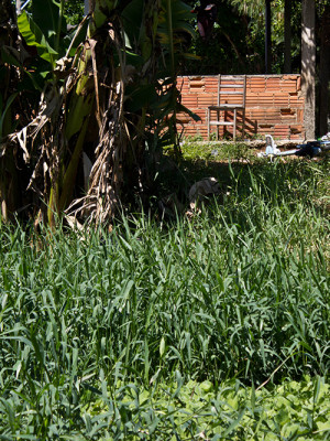 Foto: Laila Braghero/O Semanário