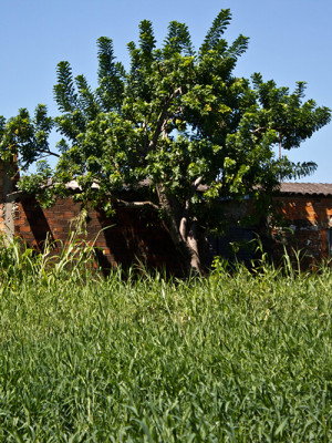 Foto: Laila Braghero/O Semanário