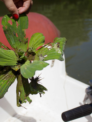 Foto: Laila Braghero/O Semanário